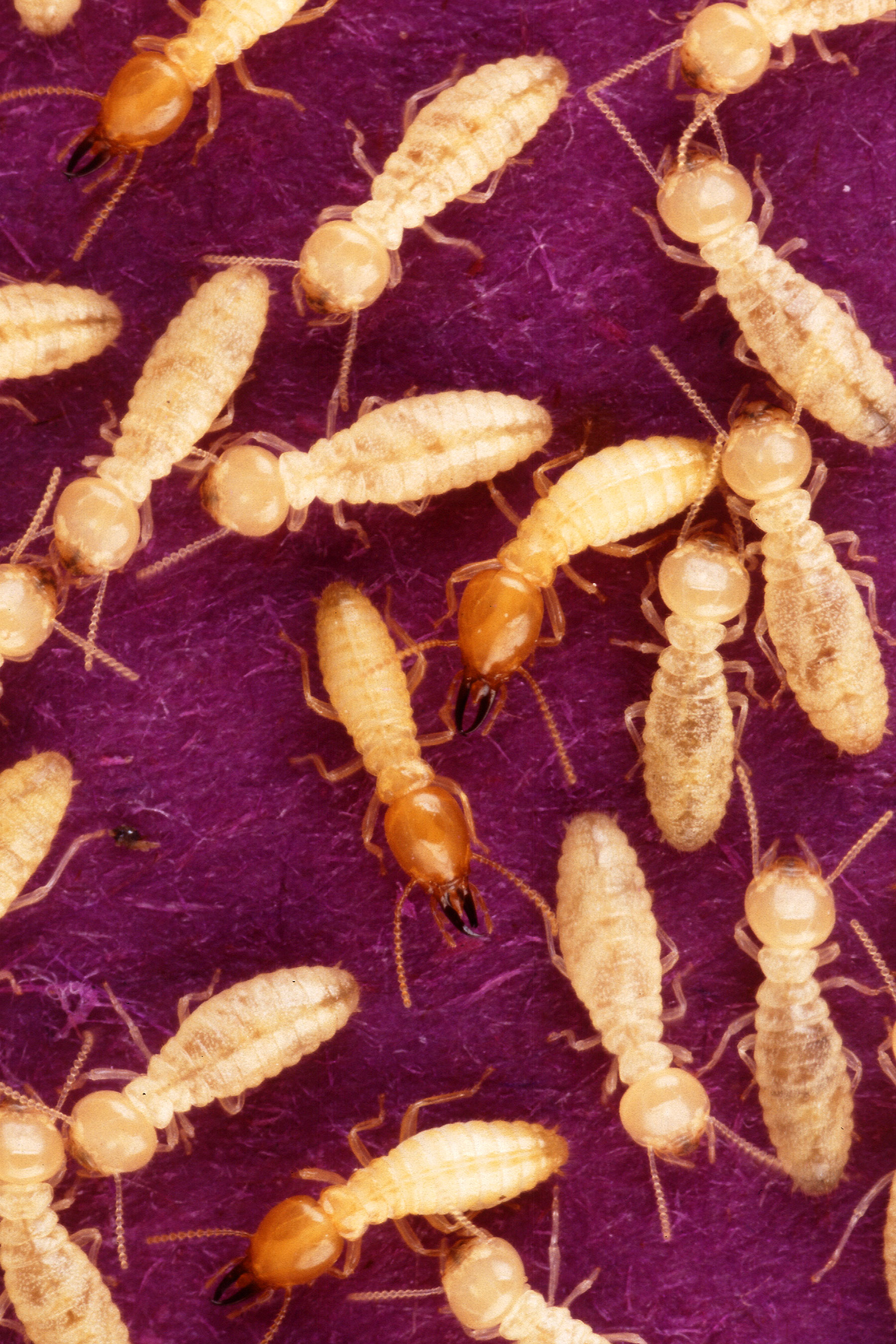 Termite Damage: Signs to Look For and How to Protect Your Home